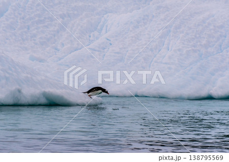 Gentoo on an Iceberg 138795569
