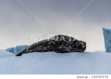 Resting Weddell Seal near Cuverville island Resting Weddell Seal near Cuverville island 138795574