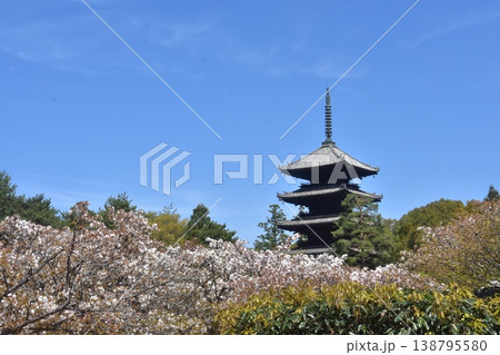京都・仁和寺 京都・仁和寺 138795580