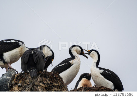 Antarctic Shags near Fish Islands 138795586