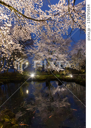 夜桜ライトアップのイベント 中之条ガーデンズ 夜桜ライトアップのイベント 中之条ガーデンズ 138795684