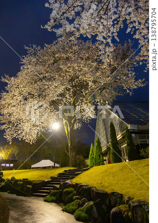 夜桜ライトアップのイベント 中之条ガーデンズ 夜桜ライトアップのイベント 中之条ガーデンズ 138795704