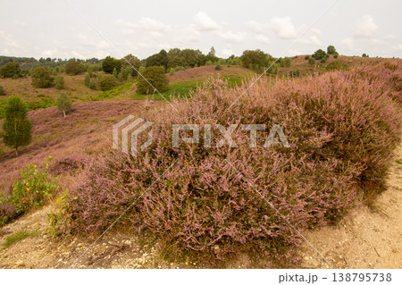 Heather in bloom in August on the Posbank, National Park Veluwezoom, the Netherlands Heather in bloom in August on the Posbank, National Park Veluwezoom, the Netherlands 138795738