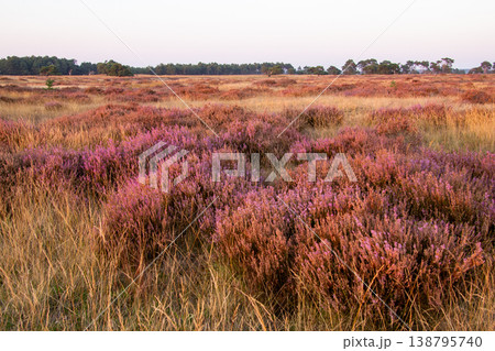 Heather in bloom in August on the Posbank, National Park Veluwezoom, the Netherlands 138795740
