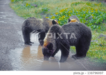 林道で水を飲むヒグマの兄弟（北海道・知床） 138796097