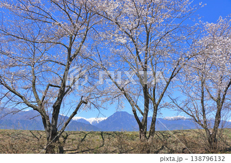 桜咲く春の安曇野 桜咲く春の安曇野 138796132