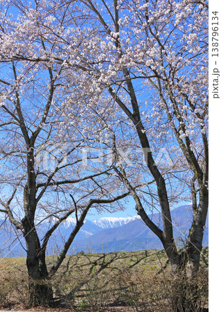 桜咲く春の安曇野 桜咲く春の安曇野 138796134