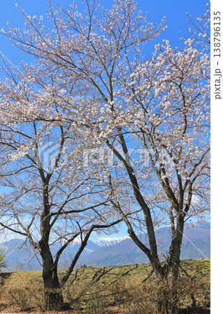 桜咲く春の安曇野 138796135