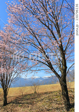 桜咲く春の安曇野 桜咲く春の安曇野 138796136