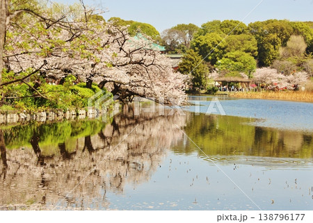不忍の池の桜 138796177
