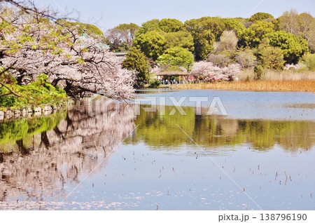 不忍の池の桜並木 不忍の池の桜並木 138796190