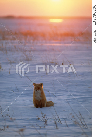 夕陽の雪原に座るキタキツネ（北海道・野付半島） 138796206