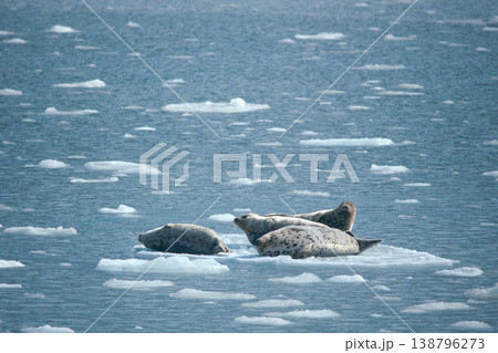 流氷上で休むゴマフアザラシ（北海道・知床） 138796273