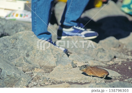足元に現れたエゾナキウサギ（北海道・鹿追町） 138796303