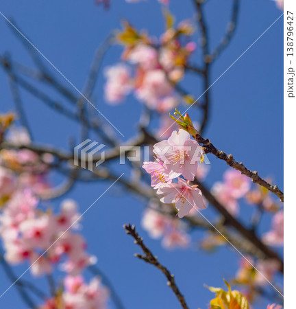 青空に映える河津桜 青空に映える河津桜 138796427