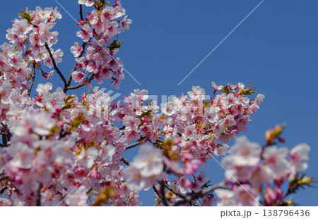青空に映える河津桜 青空に映える河津桜 138796436
