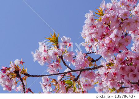 青空に映える河津桜 青空に映える河津桜 138796437