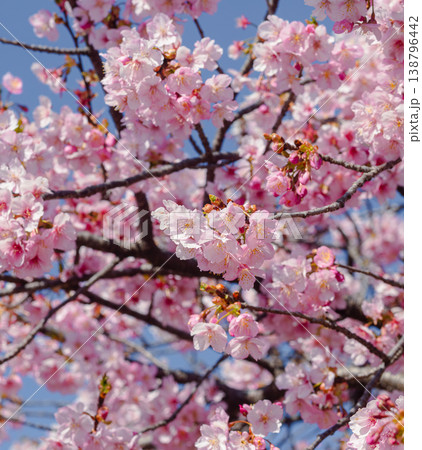 青空に映える満開の河津桜 青空に映える満開の河津桜 138796442