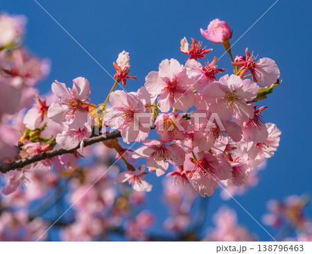 青空に映える河津桜 138796463