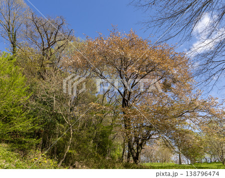 桜が散った北雲雀きずきの森 138796474