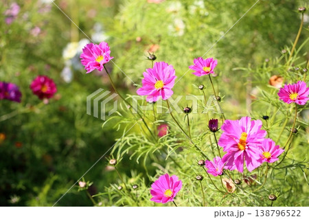 可愛い　コスモスの花 138796522