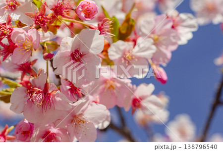青空に映える河津桜 青空に映える河津桜 138796540