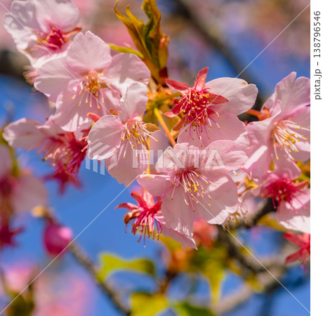 青空を背景にした河津桜の花 138796546