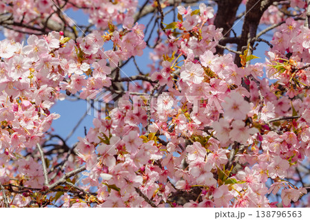 青空を背景にした満開の河津桜 青空を背景にした満開の河津桜 138796563