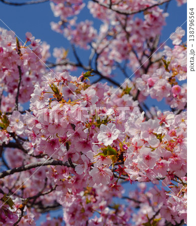 青空に映える河津桜 138796564