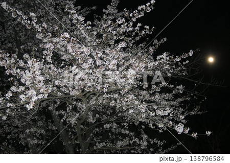 ピンクムーン満満月に照らされる夜桜 ピンクムーン満満月に照らされる夜桜 138796584