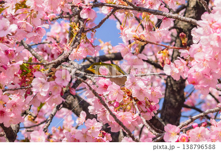 青空を背景に咲く河津桜とメジロ 青空を背景に咲く河津桜とメジロ 138796588
