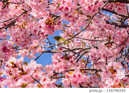 青空を背景に咲く河津桜とメジロ 138796595