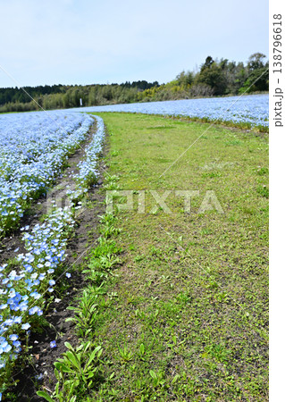 美しいネモフィラ畑の風景 美しいネモフィラ畑の風景 138796618