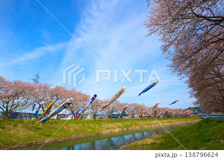 桜と鯉のぼり 桜と鯉のぼり 138796624