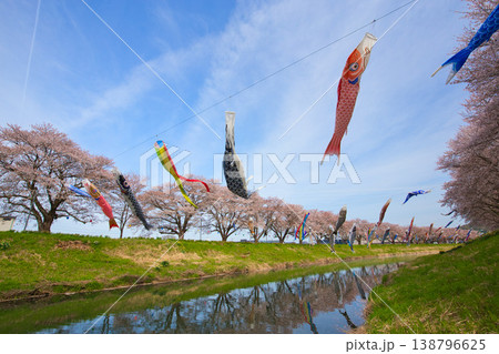 桜と鯉のぼり 138796625