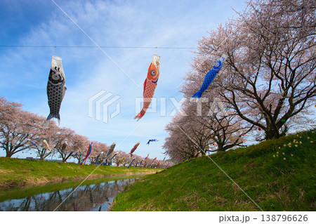 桜と鯉のぼり 138796626