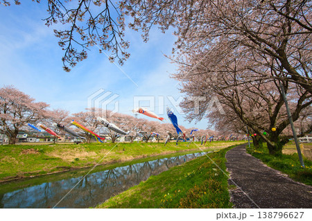 桜と鯉のぼり 138796627
