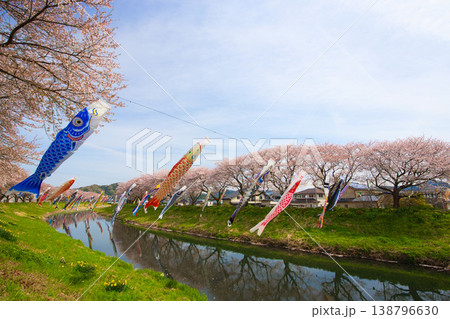 桜と鯉のぼり 桜と鯉のぼり 138796630