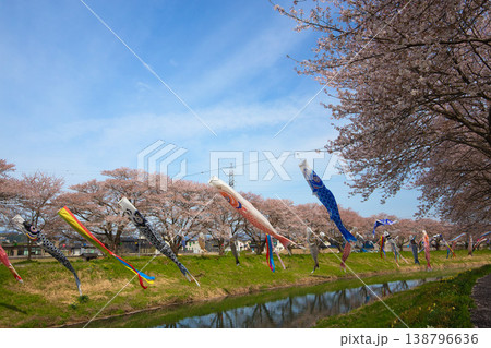 桜と鯉のぼり 138796636