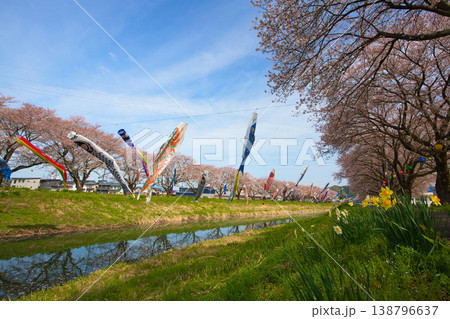 桜と鯉のぼり 桜と鯉のぼり 138796637