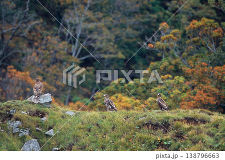 紅葉とオジロワシの幼鳥(北海道・知床) 紅葉とオジロワシの幼鳥(北海道・知床) 138796663