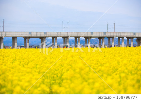 北陸新幹線と菜の花 北陸新幹線と菜の花 138796777