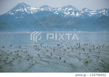 海上を飛ぶハシボソミズナギドリの群(北海道・知床) 海上を飛ぶハシボソミズナギドリの群(北海道・知床) 138796802