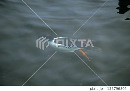 潜水するホオジロガモ（北海道・小清水町） 138796803