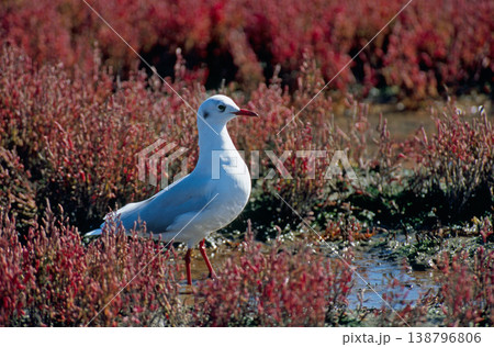 ユリカモメとサンゴ草(北海道・網走市) ユリカモメとサンゴ草(北海道・網走市) 138796806