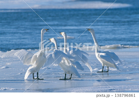 オオハクチョウの鳴き合い（北海道・幕別町） 138796861