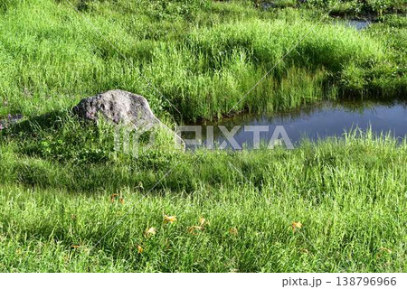 夏の弥陀ヶ原 夏の弥陀ヶ原 138796966
