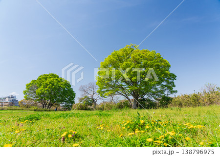 新緑の自然風景 新緑の自然風景 138796975