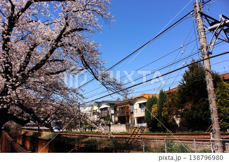 春の武蔵関駅付近の桜並木を通過する特急小江戸(1) 春の武蔵関駅付近の桜並木を通過する特急小江戸(1) 138796980