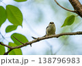 新緑をバックに枝に止まるエナガ 138796983